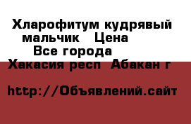 Хларофитум кудрявый мальчик › Цена ­ 30 - Все города  »    . Хакасия респ.,Абакан г.